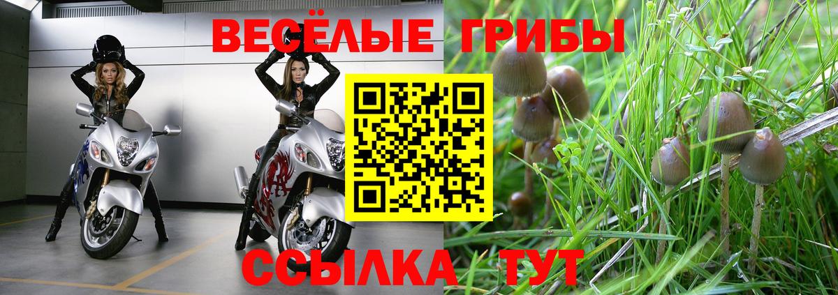 Псилоцибиновые грибы Psilocybine cubensis  купить наркотики цена  Будённовск  Вход с VPN  Галлюциногенные грибы Cubensis 